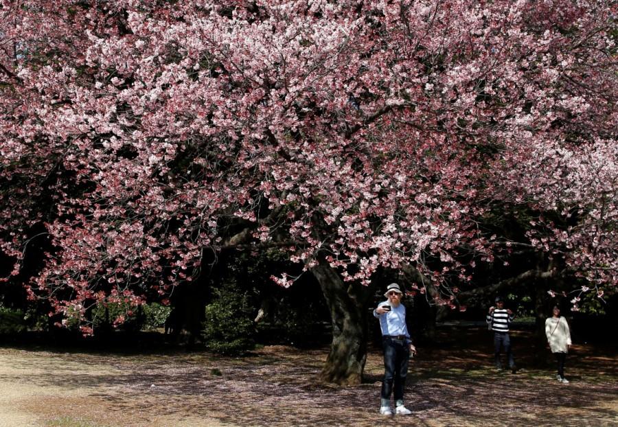 Visitors look at early flowering Kanzakura cherry blossoms in full bloom at the Shinjuku Gyoen National Garden in Tokyo, Japan March 14, 2018. Colorful spring,Spring in blossom,Spring blossom,Spring blossom pics,Spring blossom around world,springtime