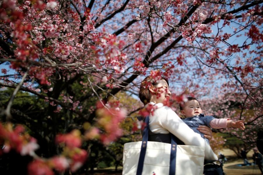 A seven-month-old baby and her mother look at early flowering Kanzakura cherry blossoms in full bloom at the Shinjuku Gyoen National Garden in Tokyo, Japan March 14, 2018. Colorful spring,Spring in blossom,Spring blossom,Spring blossom pics,Spring blossom around world,springtime