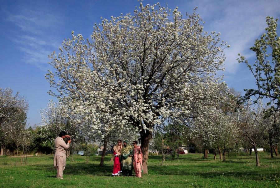 A family takes a picture under flowering trees along a roadside in Islamabad, Pakistan March 15, 2018. Colorful spring,Spring in blossom,Spring blossom,Spring blossom pics,Spring blossom around world,springtime