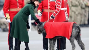 Catherine,Duchess,St Patrick's Day Parade,St Patrick's Day,St Patrick's Day Parade pics,St Patrick's Day Parade images,Prince William,Duke,pregnant Kate