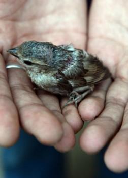 The sparrow that is twittering on the edge of my balcony is calling up to me this moment a world of memories that reach over half my lifetime, and a world of hope that stretches farther than any flight of sparrows. (Donald G. Mitchell)