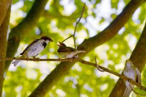 World Sparrow Day 2018,World Sparrow Day,World Sparrow Day quotes,World Sparrow Day wishes,World Sparrow Day greetings,World Sparrow Day sms,World Sparrow Day slogans,World Sparrow Day pics,World Sparrow Day images