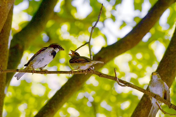 The League is very well when sparrows shout, but no good at all when eagles fall out. (Benito Mussolini) World Sparrow Day 2018,World Sparrow Day,World Sparrow Day quotes,World Sparrow Day wishes,World Sparrow Day greetings,World Sparrow Day sms,World Sparrow Day slogans,World Sparrow Day pics,World Sparrow Day images