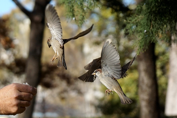 World Sparrow Day 2018: Quotes, slogans, sms and photos to share ...