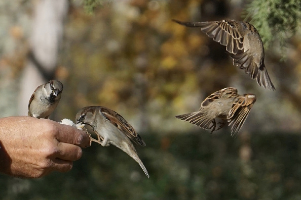 Look at the sparrows; they do not know what they will do in the next moment. Let us literally live from moment to moment. (Mahatma Gandhi) World Sparrow Day 2018,World Sparrow Day,World Sparrow Day quotes,World Sparrow Day wishes,World Sparrow Day greetings,World Sparrow Day sms,World Sparrow Day slogans,World Sparrow Day pics,World Sparrow Day images