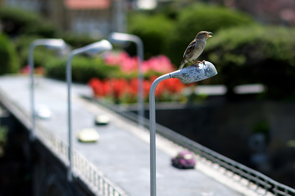 Let's take this moment and help out our friend from our childhood. (Ajay Chavan) World Sparrow Day 2018,World Sparrow Day,World Sparrow Day quotes,World Sparrow Day wishes,World Sparrow Day greetings,World Sparrow Day sms,World Sparrow Day slogans,World Sparrow Day pics,World Sparrow Day images