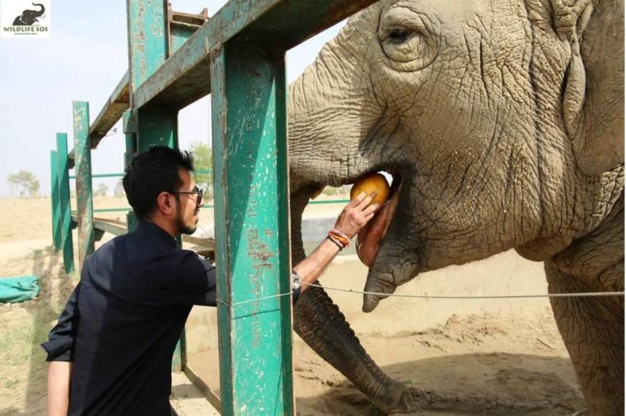 Yuzvendra learnt about the past story of Maya, Phoolkali and Laxmi among the 20 elephants under rehabilitation at the Wildlife SOS Elephant Conservation and Care Centre and interacted with elephant keepers and veterinarians. Yuzvendra Chahal,Yuzvendra Chahal visits elephant rescue centre,Yuzvendra Chahal at elephant rescue centre,Yuzvendra Chahal pics,Yuzvendra Chahal images,cricketer Yuzvendra Chahal