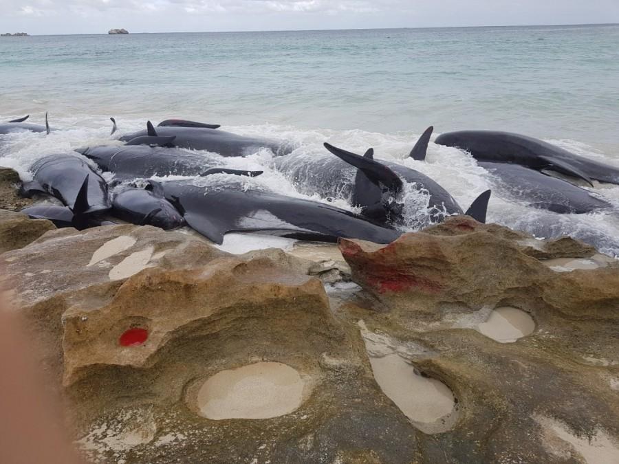 The whales were freed by authorities at Hamelin Bay, south of Perth, with the help of vets and more than 100 volunteers, reports the Guardian. The surviving five whales have been moved to deeper waters, but there was still a risk they could return to dry land. Whales die on Australian beach,whales die,Australian beach,Western Australia