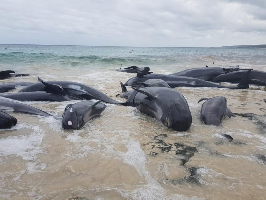 The Parks and Wildlife Service incident controller Jeremy Chick said whales often came back on to the shore after mass-stranding events. "We ask the public to keep a lookout and if anyone sees a stranded whale to please report it," he said. Whales die on Australian beach,whales die,Australian beach,Western Australia