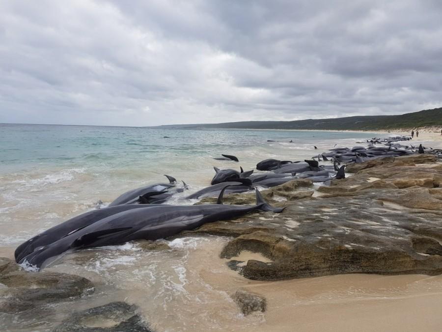 A sixth whale was freed into shallow waters overnight but it beached again and had to be euthanised. The authorities continued to sweep the surrounding beaches by air and sea on Saturday, the Guardian reported. Whales die on Australian beach,whales die,Australian beach,Western Australia