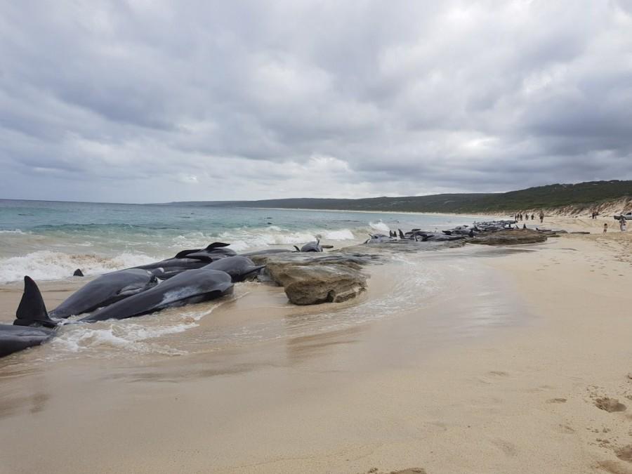 The 145 carcasses were being removed and authorities were taking DNA samples to understand why the whales beached. Whales die on Australian beach,whales die,Australian beach,Western Australia