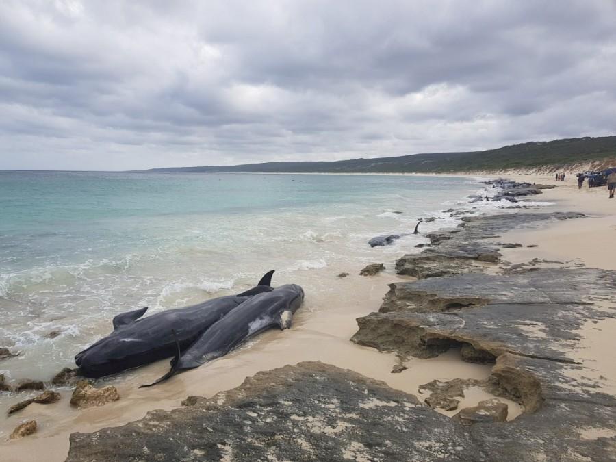 The biggest mass beaching in Western Australia occurred in 1996 in Dunsborough, when 320 long-finned pilot whales beached themselves. Whales die on Australian beach,whales die,Australian beach,Western Australia