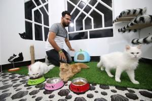 Cat Hotel,Cat Hotel in Iraq,Iraq Cat Hotel,Cat Hotel pics,Cat Hotel images,Ahmed Taher Maki