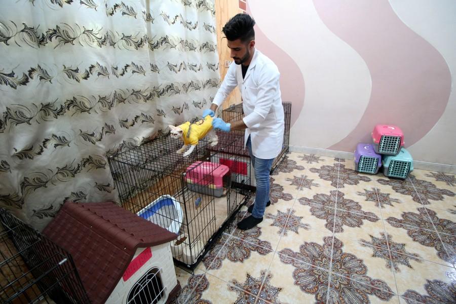 One of the rooms is an emergency ward where sick pets are clinically examined by veterinary physicians. Cat Hotel,Cat Hotel in Iraq,Iraq Cat Hotel,Cat Hotel pics,Cat Hotel images,Ahmed Taher Maki