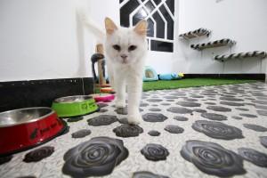 Cat Hotel,Cat Hotel in Iraq,Iraq Cat Hotel,Cat Hotel pics,Cat Hotel images,Ahmed Taher Maki