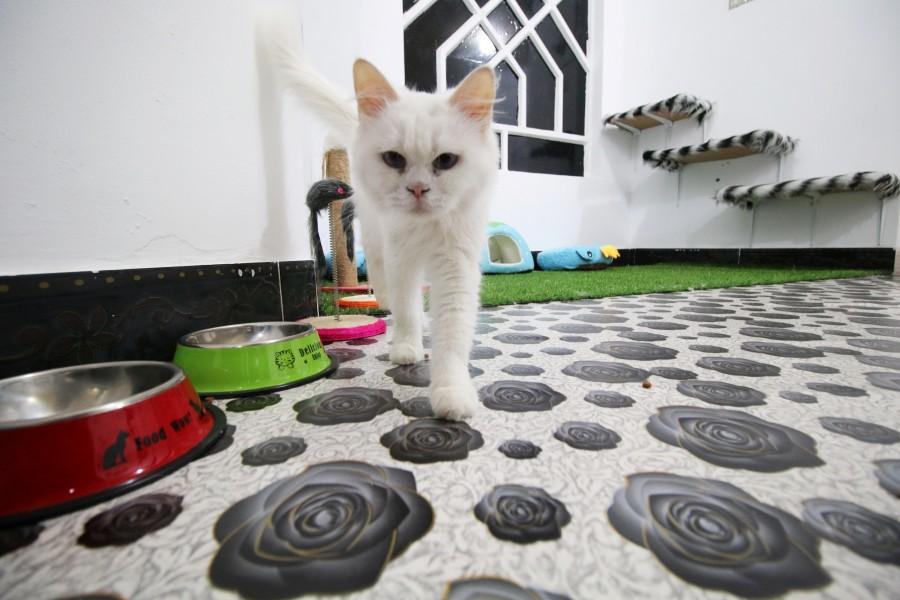 A one-night stay at the hotel costs between 5000 to 7000 Iraqi dinars ($4.2 to $5.9), which goes down to 2500 dinars in case the pets stay for more nights. Cat Hotel,Cat Hotel in Iraq,Iraq Cat Hotel,Cat Hotel pics,Cat Hotel images,Ahmed Taher Maki