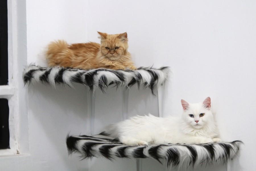 "It has always been a hobby since I was a child and I further developed it when I studied veterinary medicine and started to deal directly with cats and other domesticated animals. I loved the job." Cat Hotel,Cat Hotel in Iraq,Iraq Cat Hotel,Cat Hotel pics,Cat Hotel images,Ahmed Taher Maki