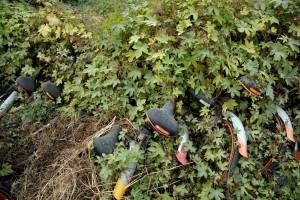Chinese bike graveyard,bike graveyard,bike graveyard pics,bike graveyard images,bike-sharing graveyards,abandoned bikes