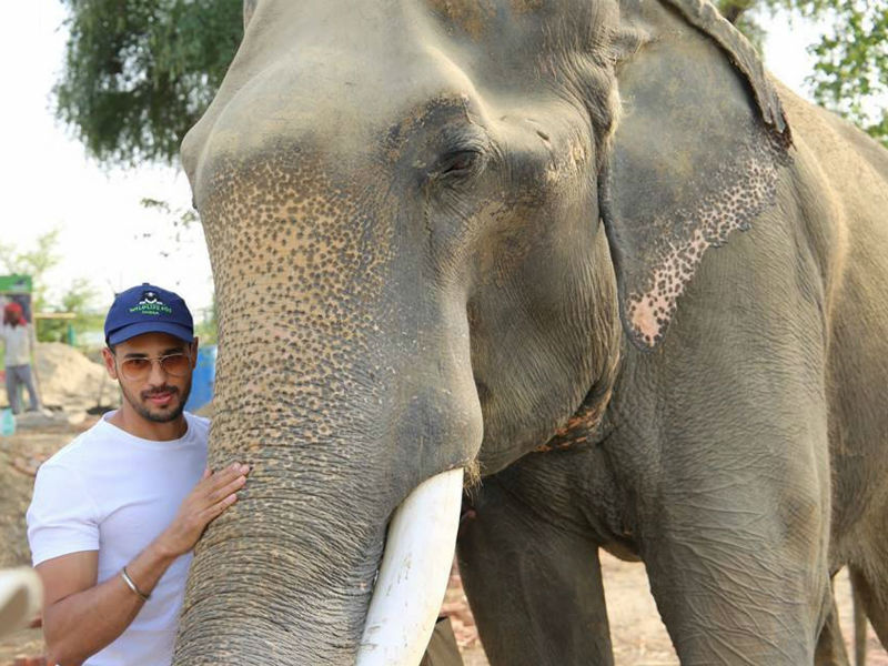 Bollywood actor Sidharth Malhotra on Monday extended his full support to elephant rescue efforts, after a visit to the rescue and rehabilitation centre run by Wildlife SOS. Sidarth spent time with rescued elephants Laxmi, Maya and Phoolkali, feeding them fresh fruits - bananas, sugarcane, and watermelon. He also interacted with the veterinarians at the centre providing treatment to the elephants and learning about the status of Asian elephants in India. The highlight of the visit however was his keen interest in Gajraj, the 70-year-old tusker rescued from Maharashtra's Satara. Siddharth Malhotra,Mathura elephant rescue centre,Mathura elephant rescue,Siddharth Malhotra pics,Siddharth Malhotra images,rehabilitation centre