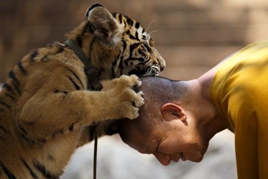 A Buddhist monk plays with a tiger at the Wat Pa Luang Ta Bua, otherwise known as Tiger Temple, in Kanchanaburi.