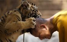 A Buddhist monk plays with a tiger at the Wat Pa Luang Ta Bua, otherwise known as Tiger Temple, in Kanchanaburi.
