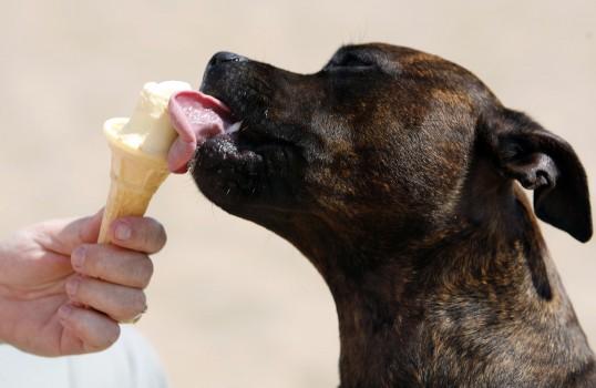 A dog licks an ice-cream during the heatwave in Skegness, eastern England. In Britain, Wednesday's temperatures were expected to top 37 degrees Celcius (98.6 Fahrenheit), hitting an all-time high for July.