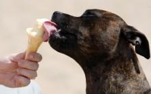 A dog licks an ice-cream during the heatwave in Skegness, eastern England. In Britain, Wednesday's temperatures were expected to top 37 degrees Celcius (98.6 Fahrenheit), hitting an all-time high for July.