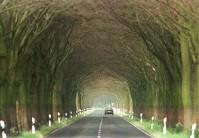 If we're destroying our trees and destroying our environment and hurting animals and hurting one another and all that stuff, there's got to be a very powerful energy to fight that. I think we need more love in the world. We need more kindness, more compassion, more joy, more laughter. I definitely want to contribute to that - Ellen DeGeneres, American comedian.