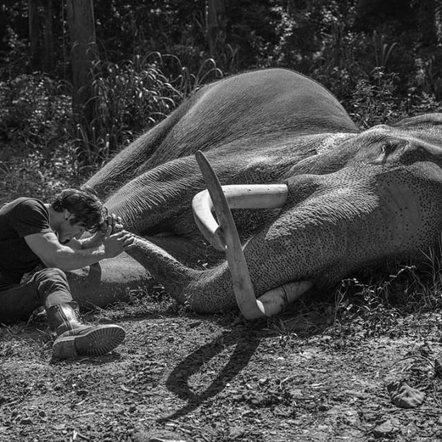 The film is directed by Hollywood Filmmaker Chuck Russel under the banners of Junglee Pictures, the film is set to release on 19th October 2018. Vidyut Jamwal,actor Vidyut Jamwal,World Environment Day,World Environment Day 2018,Junglee,Junglee actor,Junglee actor Vidyut Jamwal