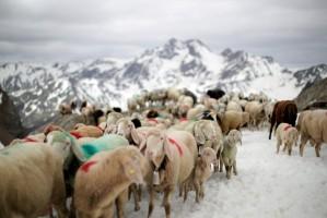 Shepherds,Shepherds crossing,Shepherds Alpine crossing,Alpine crossing