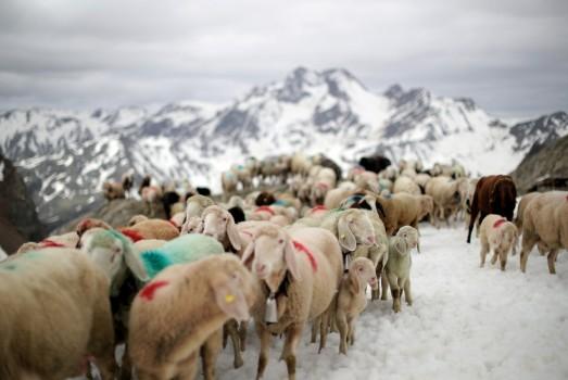 Sheep make their way in front of Hochjochferner glacier in the region of Tyrol, Austria. By the end of it, the 1,500 sheep reach their summer pastures in Oetztal - a 10-mile trek from one valley to another that has survived wars and outlasted empires. Sheep cross the alpine pass 