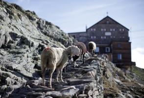 Shepherds,Shepherds crossing,Shepherds Alpine crossing,Alpine crossing