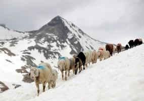 Shepherds,Shepherds crossing,Shepherds Alpine crossing,Alpine crossing