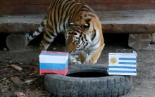 Yunona, a six-year-old female Amur tiger, attempts to predict the result of the soccer World Cup match between Uruguay and Russia during an event at the Royev Ruchey Zoo in Krasnoyarsk, Russia