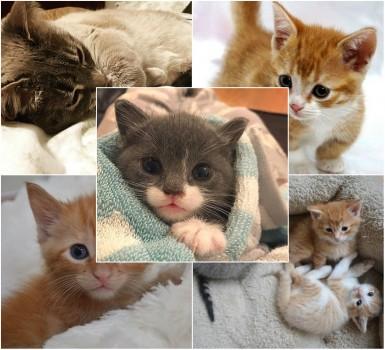 Cats are super lovable pets. Everything related o them stimulates us always. Have a close look at these 15 cute cats on Instagram.