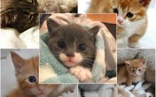 Cats are super lovable pets. Everything related o them stimulates us always. Have a close look at these 15 cute cats on Instagram.
