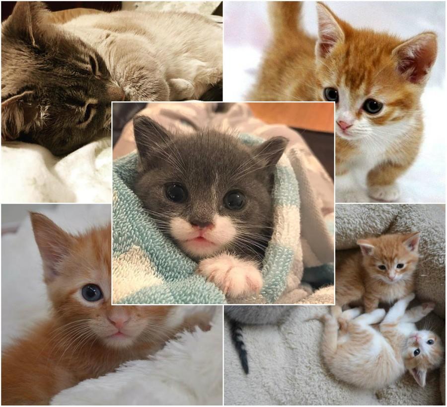 Cute cats,cutest cats,cute cats on instagram,instagram's cute cats,cute white cats