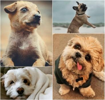 We constantly tap Instagram for feeds on brunches, toes at the beaches, sunsets and lot more. But there's nothing better than finding some adorable dogs on this visual sharing platform. Look at these 15 cutest shots of fur babies.