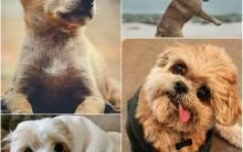 We constantly tap Instagram for feeds on brunches, toes at the beaches, sunsets and lot more. But there's nothing better than finding some adorable dogs on this visual sharing platform. Look at these 15 cutest shots of fur babies.