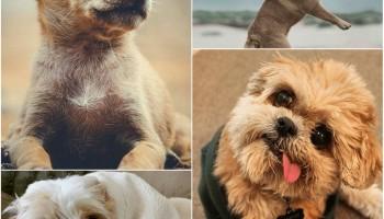 Cute dogs,Dogs of Instagram,pet animals on instagram,cutest dogs on instagram