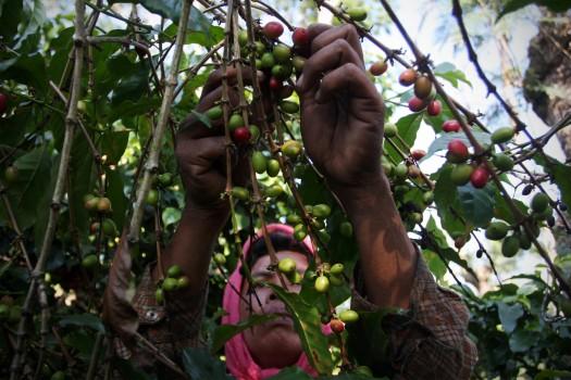 Farmers pick red coffee cherries in the plantation before being eaten by civet during the production of Civet coffee, the world's most expensive coffee in East Java, near Surabaya, Indonesia.