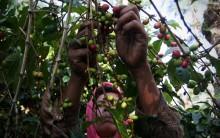 Farmers pick red coffee cherries in the plantation before being eaten by civet during the production of Civet coffee, the world's most expensive coffee in East Java, near Surabaya, Indonesia.