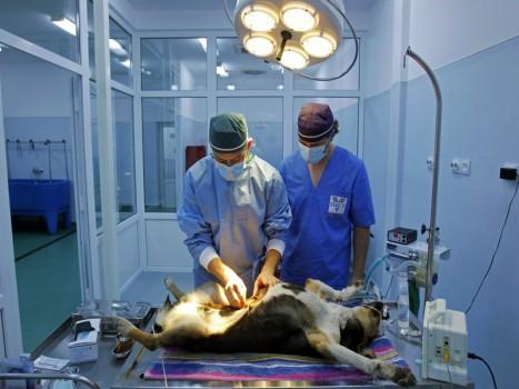 Animals being taken care of
