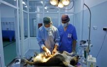 Animals being taken care of