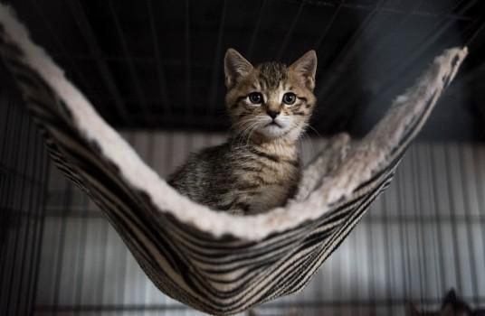 Guess The Baby Animal.