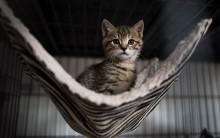 Guess The Baby Animal.