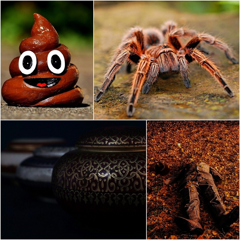 Hotel,dead body in hotel,animals in hotel,creepy,creepiest stories,wildlife,Guns,haunted hotel stories