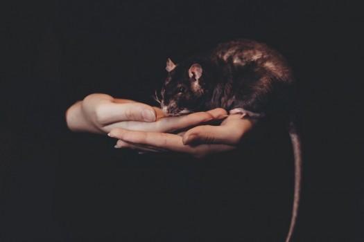 Say Hello To The Rodent Celebs!